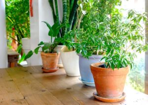 Польза комнатных растений