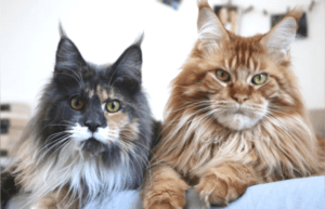 Какая порода кошки лучше?