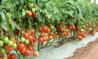 Как высаживать помидоры?
