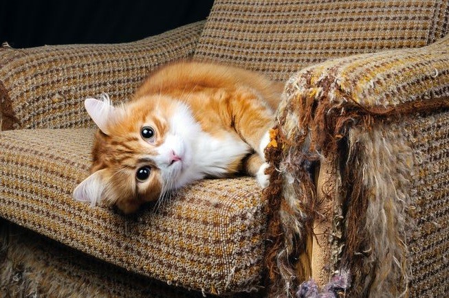 Если кошка царапает мебель что делать?