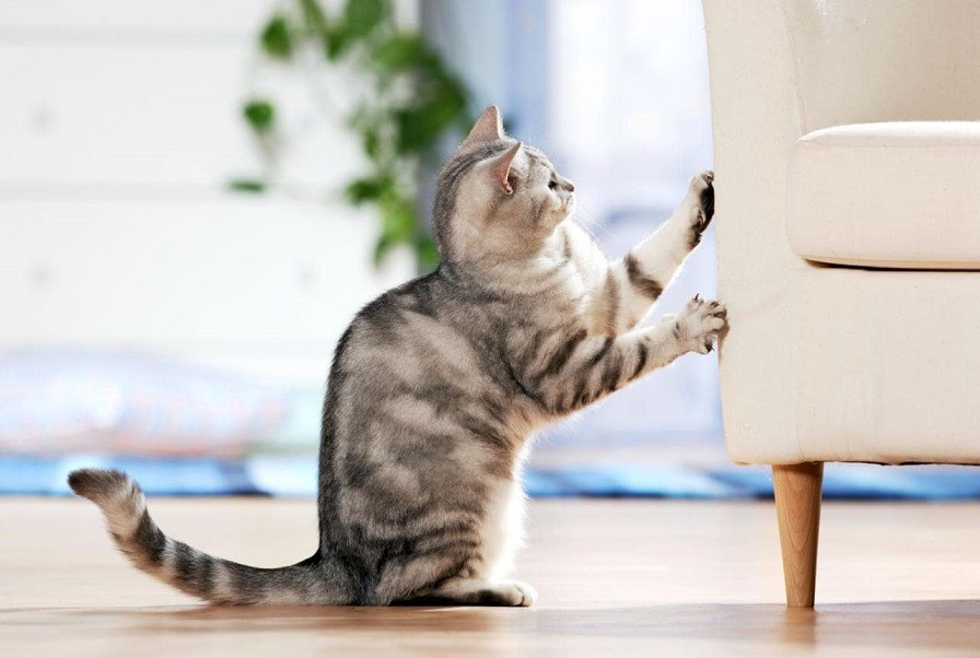 Если кошка царапает мебель что делать?