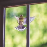 Птица стучит в окно хорошо или плохо?