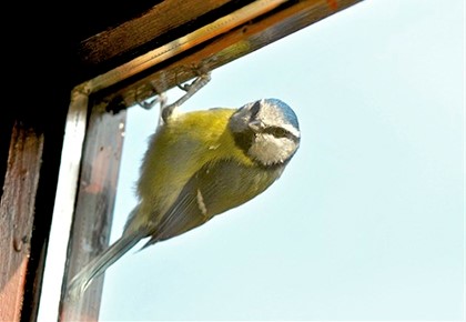 Птица стучит в окно хорошо или плохо? 